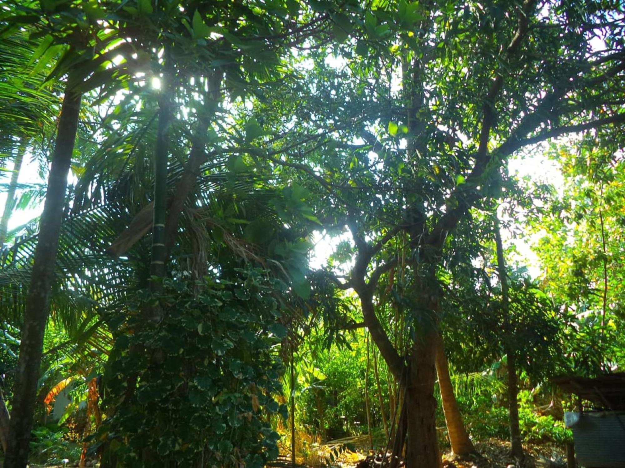 N S K Green Villa Sigiriya Luaran gambar