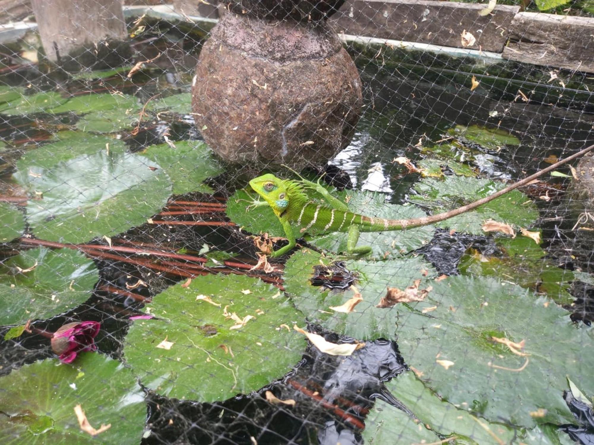 N S K Green Villa Sigiriya Luaran gambar